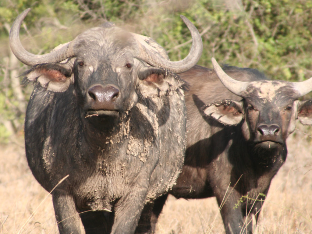 Tuberculosis Management and Control in Kruger National Park, South Africa